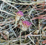 FIENO DEPOLVERIZZATO