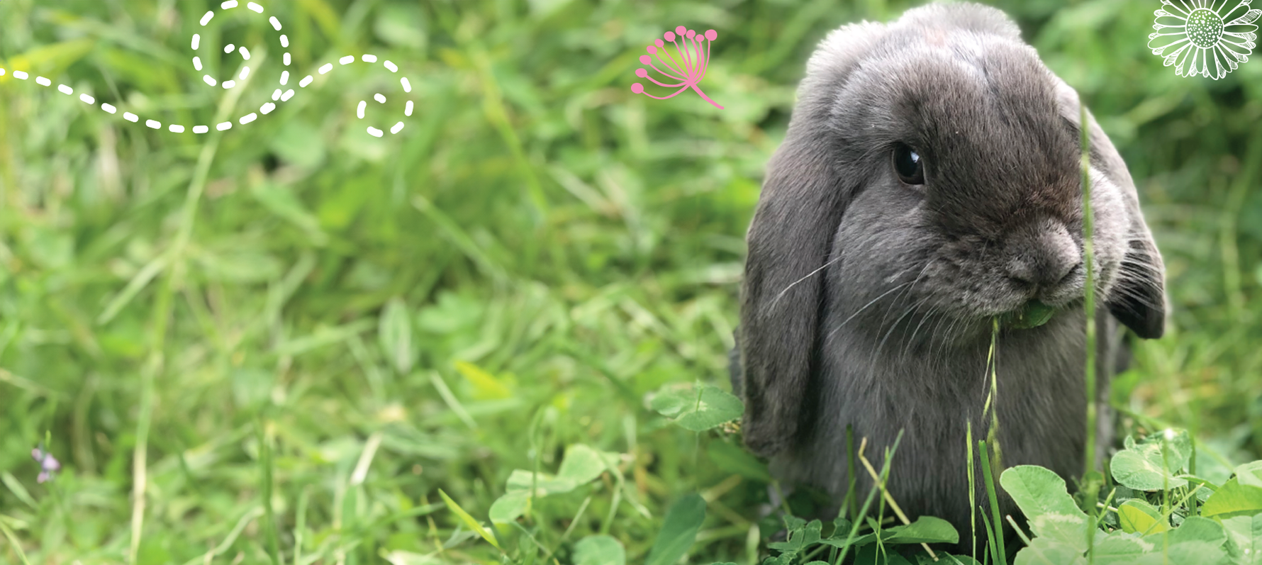 005 Voglia di Fiori: la guida al "Foraging" di Primavera da condividere con il tuo coniglietto