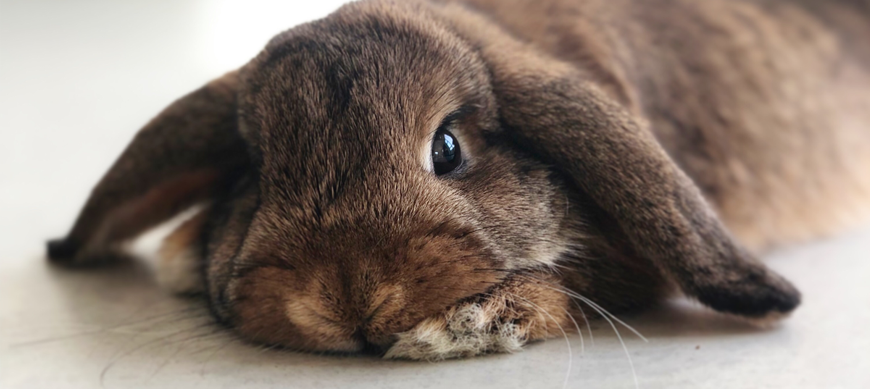 001 Miti e Credenze sui Conigli: Sfata i Falsi Miti per un Amore più Consapevole
