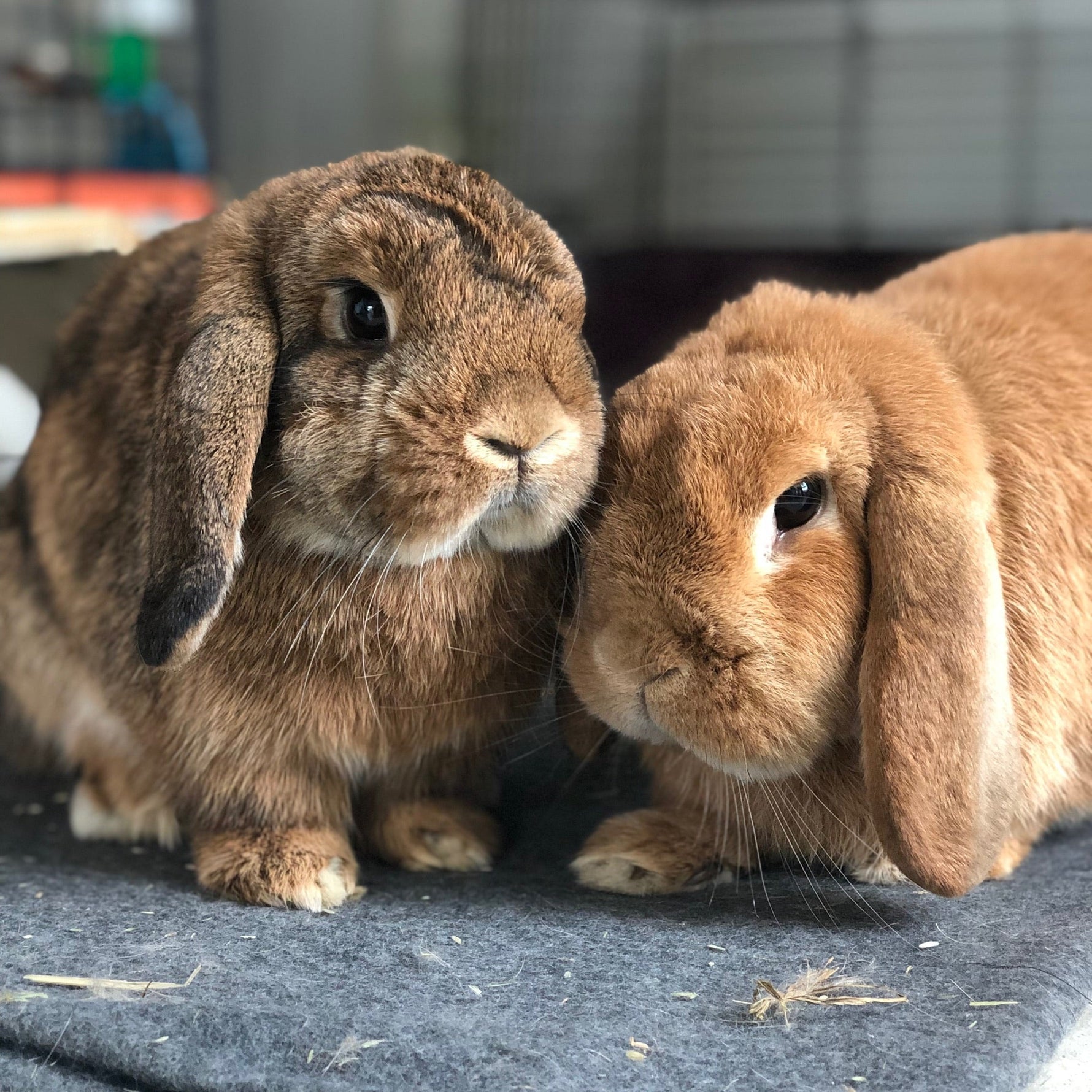 003 Lezioni di Vita Lapina per Essere Umani migliori