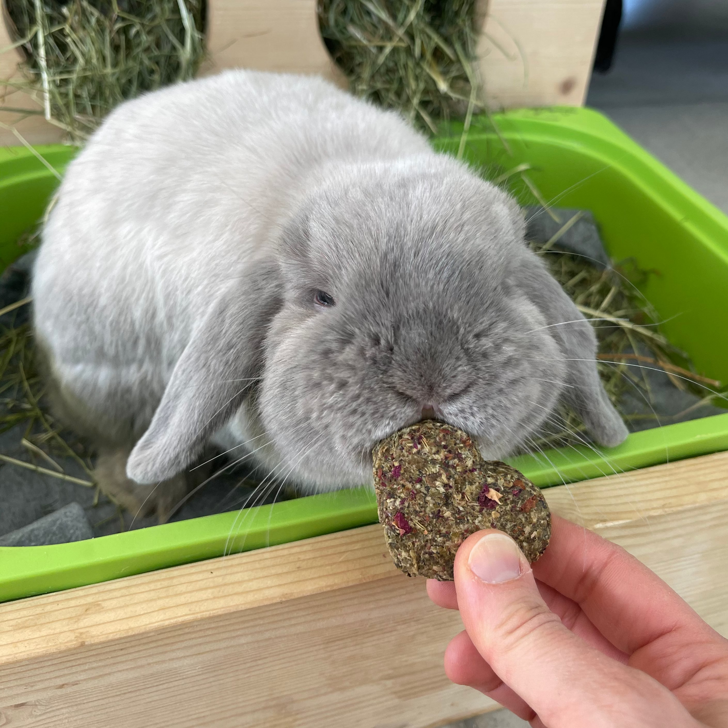 DILLO CON IL CUORE - biscotti per coniglio
