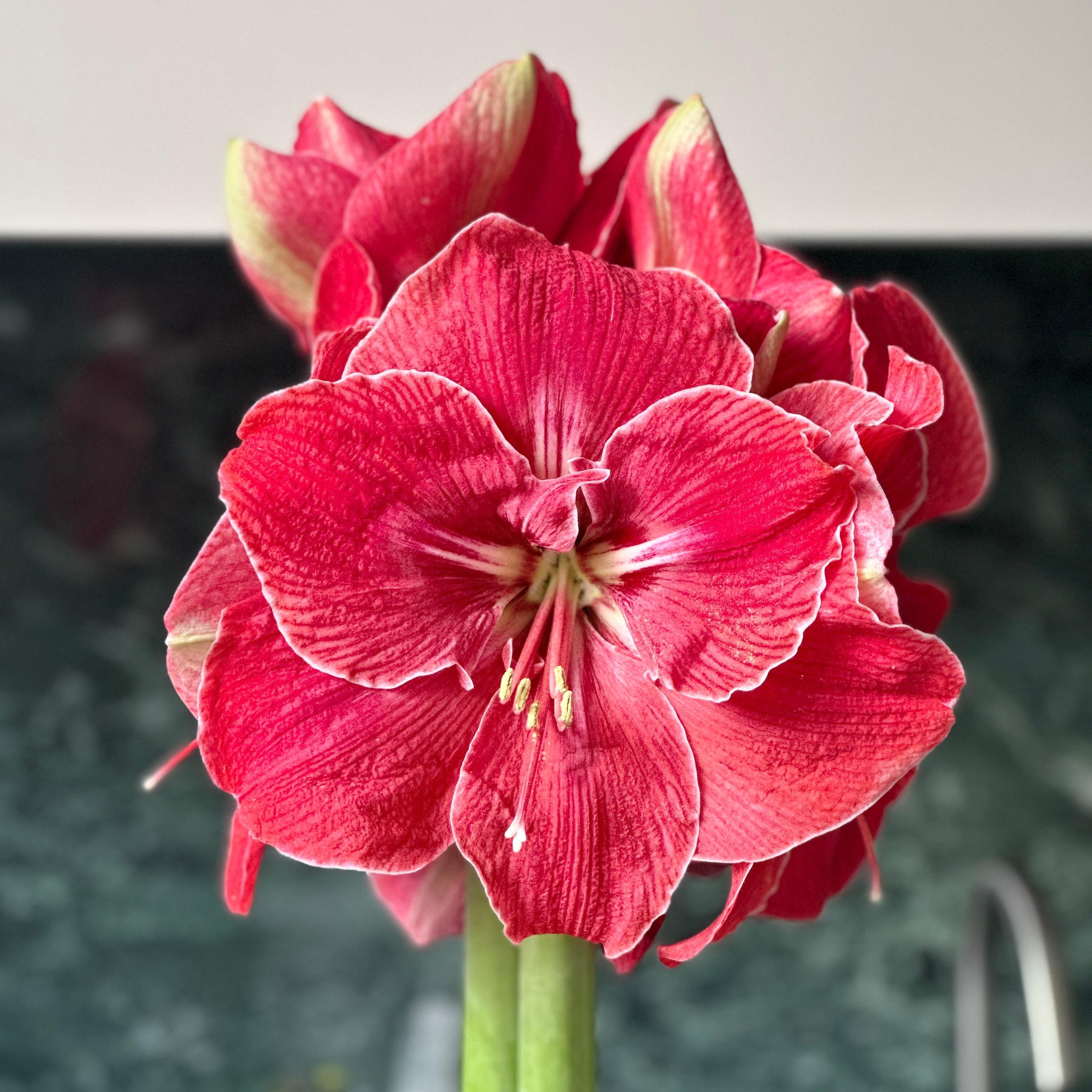 BULBO AMARYLLIS