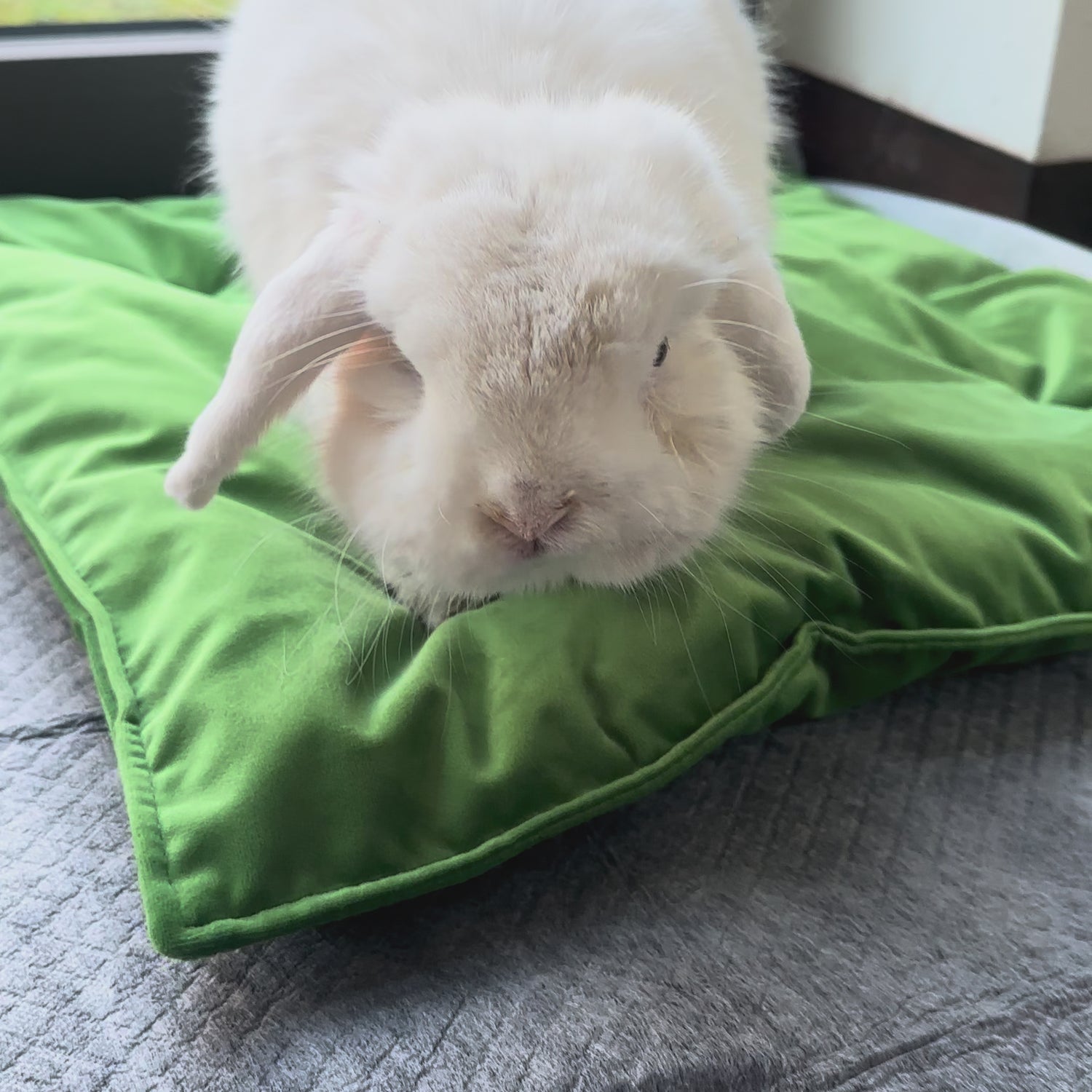 PILLOVE QUADRATO - Relax&BunnyDreams