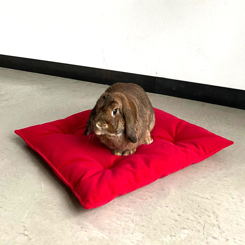 PILLOVE - XMAS EDITION